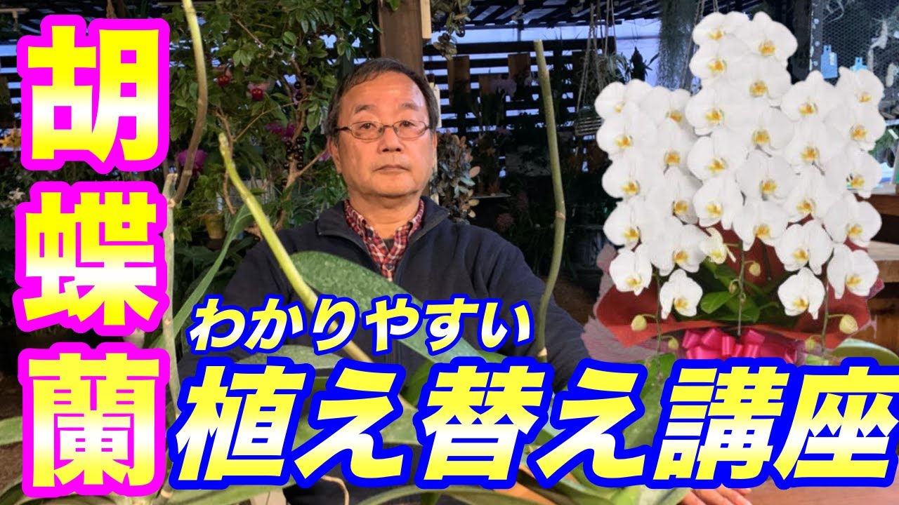 洋蘭 胡蝶蘭の植え替え講座 2回目を咲かせるために必要なポイントも紹介 植物の育種のコツとポイントをわかりやすくレクチャー Repotting A Phalaenopsis Orchid Youtube