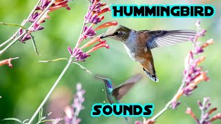 Hummingbird sounds | Ruby throated Hummingbird Sounds with  Waves on a Lake | Bird Sounds