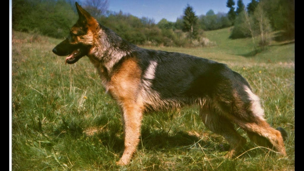 Memories of my first German shepherd dog from 1988