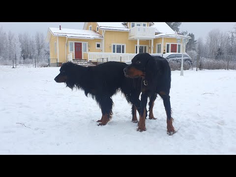 Video: Koirat Aistivat Ihmisen Kuoleman. Tai Eläinten Mystisistä Ominaisuuksista - Vaihtoehtoinen Näkymä