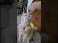 funney cat 🐱 ginger,, # shorts # pawan kumar kashyap