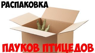 Паук мне друг? #5: РАСПАКОВКА ПАУКОВ ПТИЦЕЕДОВ Паук мне друг? #5: РАСПАКОВКА ПАУКОВ ПТИЦЕЕДОВ