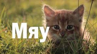 Пропала собака или кот? Пропала собака или кот?