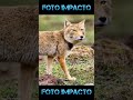 &quot;Perspectivas Ampliadas: Gafas para Sordos y el Asombroso Parecido del Zorro Tibetano 🌟👓🦊