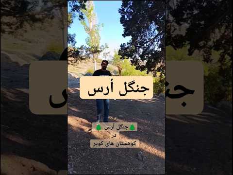 جنگل ا رس در کوهستان های شهرستان کوهبنان کرمان