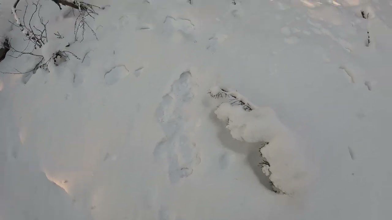 Охота на соболя. Проверка "Старого" путика. Соболь есть. 