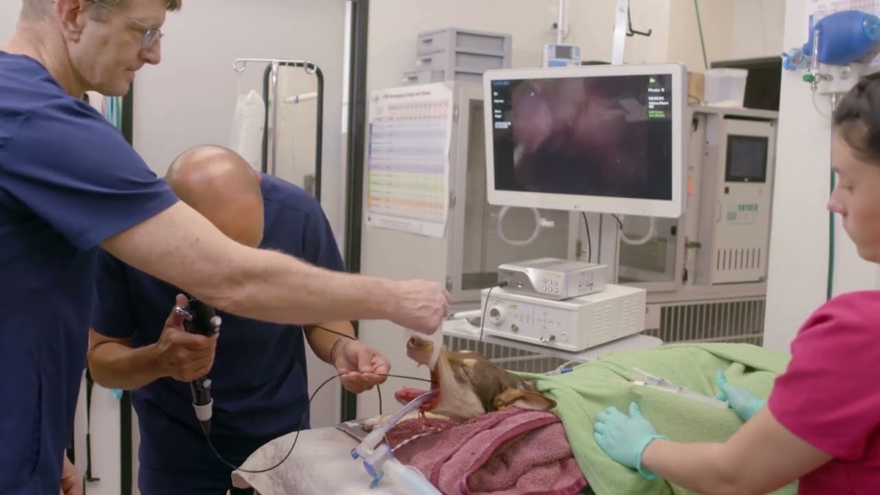 Veterinary Endoscope for Rhinoscopy, Cystoscopy and Bronchoscopy