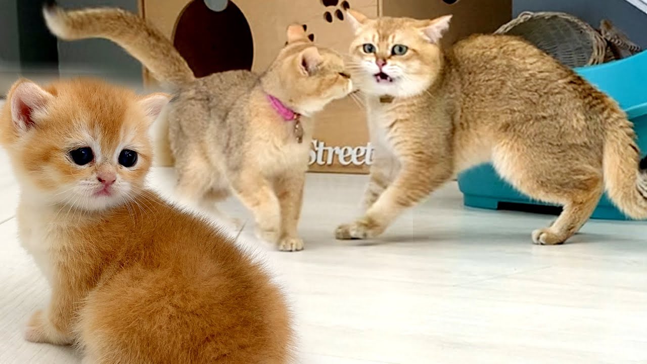 Baby kitten spying on the love of mom and dad cat - YouTube