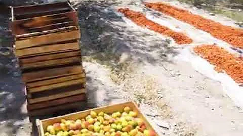 Курага и урюк. В чем разница? Выбор всегда есть!