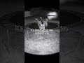 Pov: You met a Raccoon