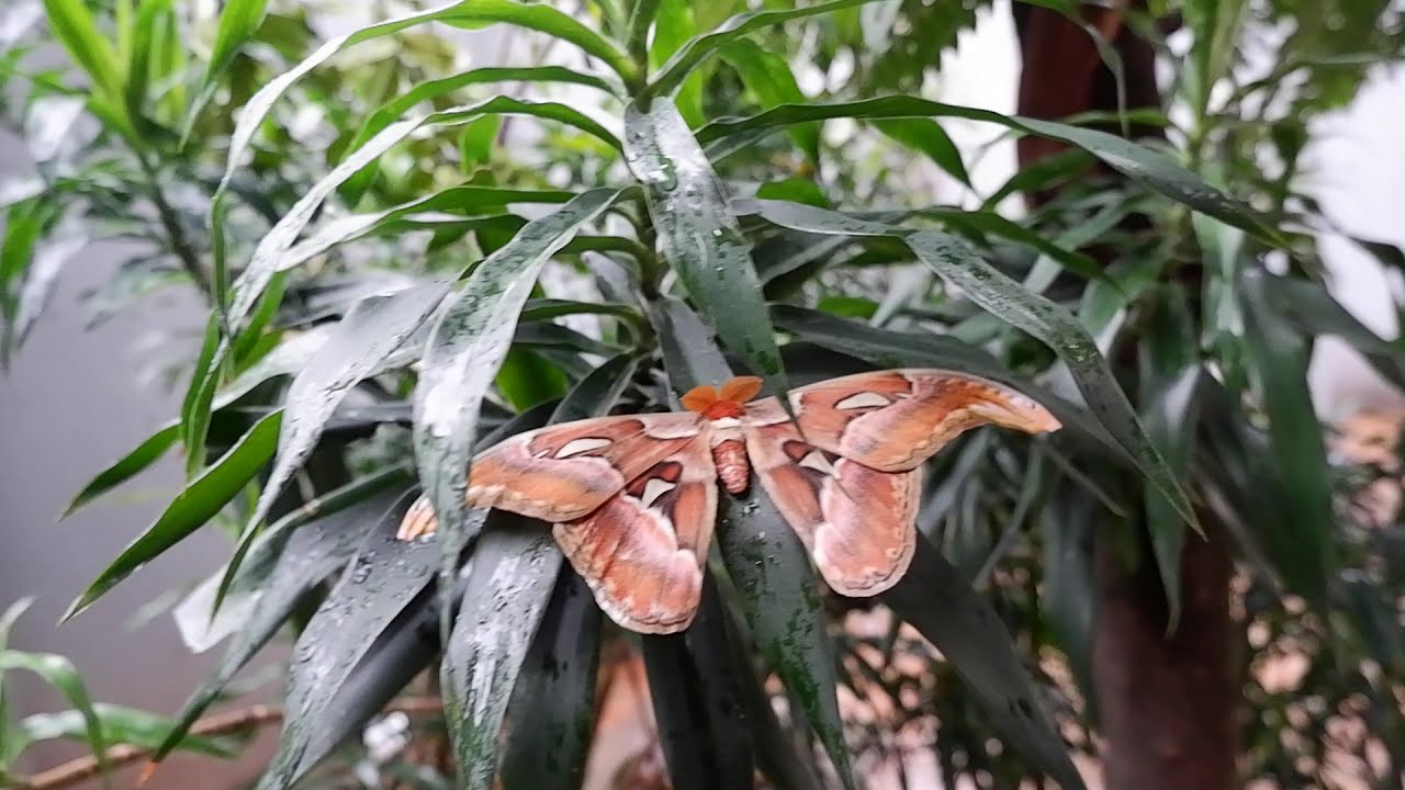 giant brown moth
