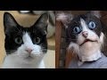 飼い主が変装しても2秒でにゃんこ？ How do cat determine the owner?