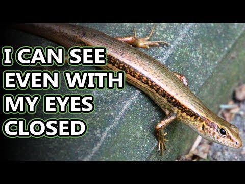 Ground Skink facts: they move like snakes | Animal Fact Files