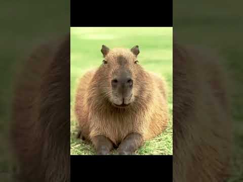 W capybaras
