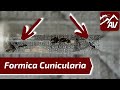 (SERVI-) FORMICA CUNICULARIA: First worker ants!