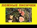 Ложные лисички и ежовик пёстрый. Последние грибы.