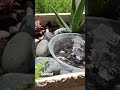 DIY Bonsai With Solar Fountain/Mini Garden/Water Feature