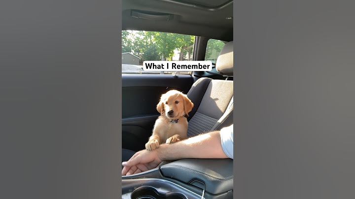 He will always be the cutest puppy. #dog #goldenretriever