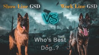 Show Class German Shepherd VS Working Line German Shepherd || Dog  Breed Comparison