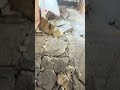 Demoliendo concreto #shortsfeed