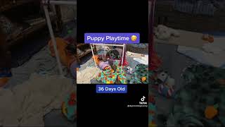 90+ seconds of unbelievable puppy cuteness!! by Gimme 5 Dog Training with Serendipity Sighthounds 42 views 1 year ago 1 minute, 39 seconds