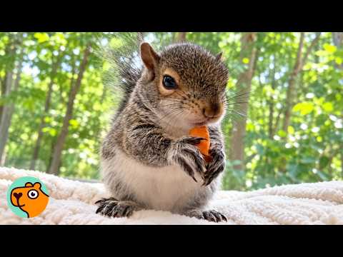 Dwarf Squirrel Takes His Sweet Time Doing Squirrel Business | Cuddle Buddies