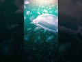 No brain. No blood. 95% water. Still alive 🌙✨ #moonjellyfish #deepsea #AI