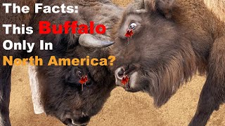 Why Are Bison Found Only in North America? Crazy Bison Facts by METARERM 525 views 5 months ago 3 minutes