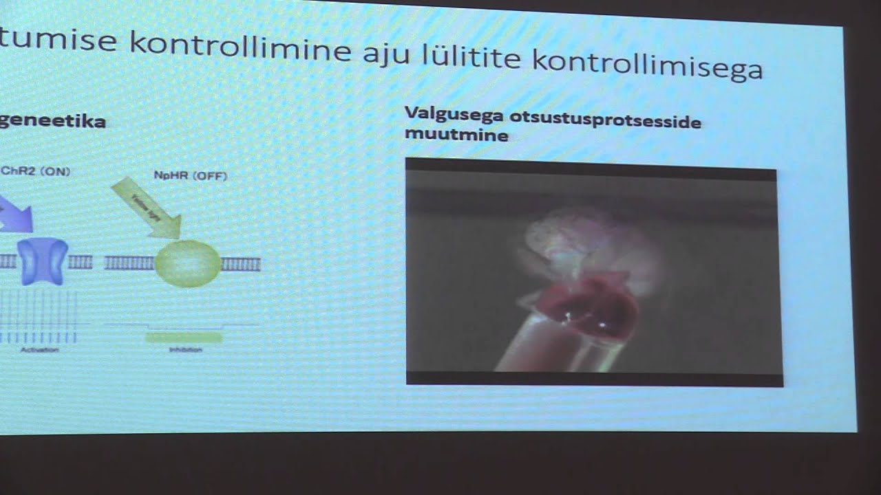 13. Noorteadlane Allan Hermann Pool - Käitumise otsingud ajus