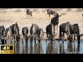 African Wildlife in 4K - Discover Botswana Wild Nature - Scenic Wildlife Film With African Music