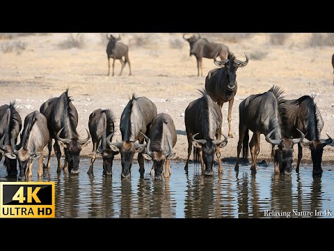 Discover Botswana Wild Nature Scenic Wildlife Film With African Music