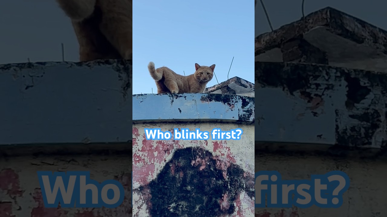 Does the Marmalade Cat blink first in a staring contest from a rooftop in Mérida, Yucatán, México?