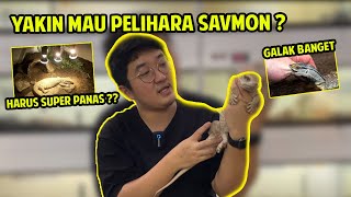 YAKIN MASIH MAU PELIHARA ?? BIAWAK IMPORT AFRIKA SAVANNAH MONITOR ‼️
