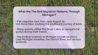 What Are The Bird Migration Patterns Through Michigan? - Bird Watching Diaries