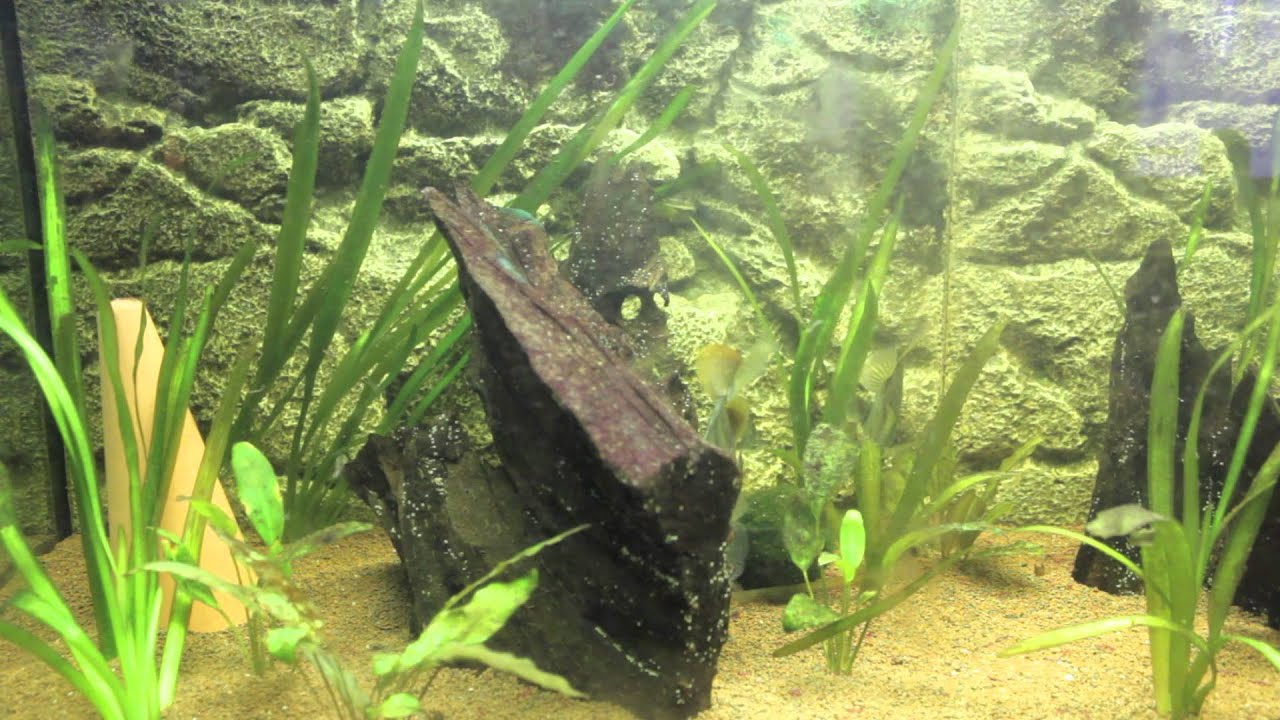 Aquarium Eau Douce 600 Litres Video 2 Youtube Aquarium Eau Douce 600 Litres Video 2 Youtube