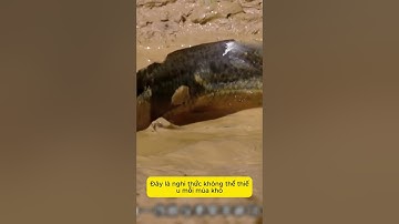 Cá phổi - sinh vật duy nhất có thể “ngủ đông” 5 năm dưới lòng đất mà vẫn sống sót