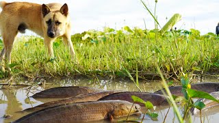 Unbelievable! Catching a lot of snakehead fish &amp; Catfish when water recedes