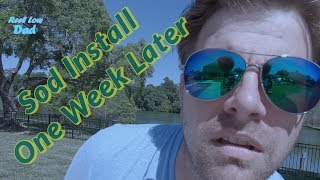When to Mow New Sod | What to Expect After Install