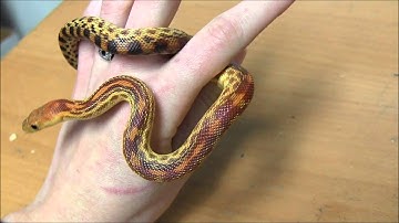 Baby Cape Gopher Snakes