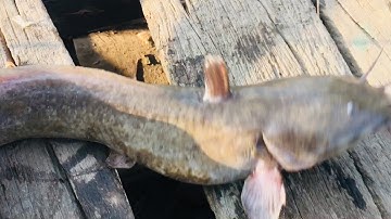 Câu cá gần ghe đáy , phút cuối cá Ngát ăn như điên