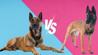 5 key differences between male & female Belgian Malinois I Male 🚹 vs Female 🚺 Belgian Malinois 🐕