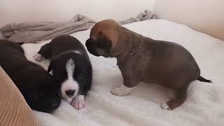 2 1/2 Weeks Old Puppies! Playing now