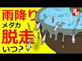 【メダカ】雨？水位？メダカの飛び出しについてゆるっと考えてみました。