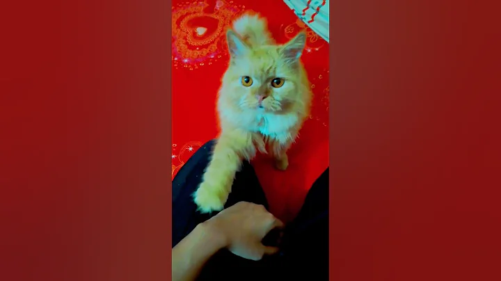 Watch the video about Mashallah my marley #cat #cutecat #cute #cuteanimals #shorts #browncat #pets #cutepets #catvideos