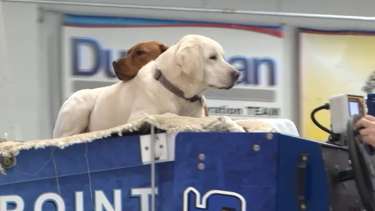 Ice Rink Dogs Are Local Celebrities for Riding Zamboni