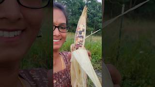 రంగు రంగుల మొక్కజొన్న చూసారా? #organic #corn #harvest #organicgardening #garden #shorts