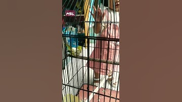 sirtu emosi bikin gemes..‼