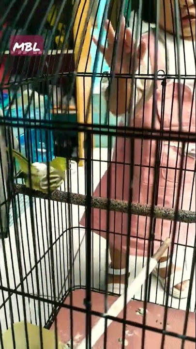 sirtu emosi bikin gemes..‼