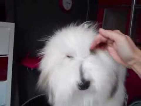 glenn-coton-de-tuléar,-toilettage-à-domicile