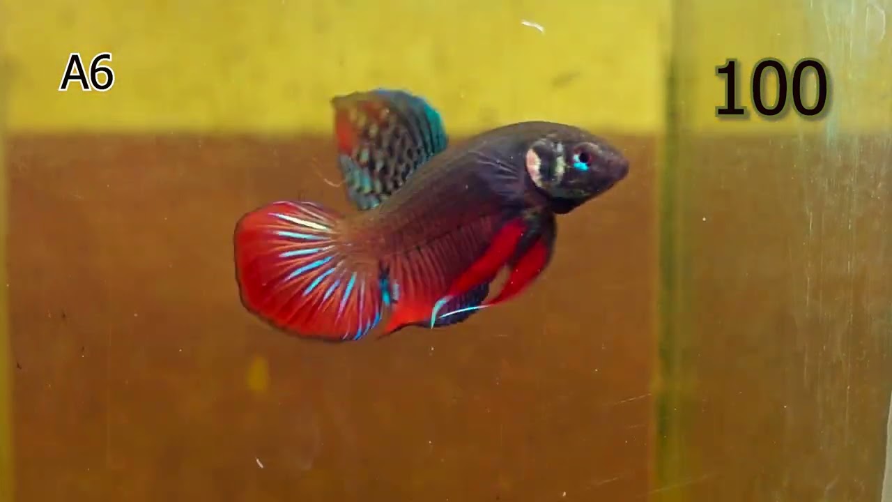 EP.19 แบ่งปันปลากัดเพื่อศึกษาอนุรักษ์และพัฒนา